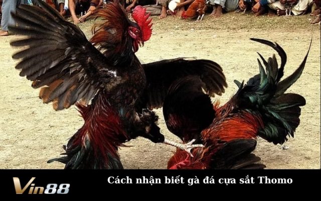 Cách nhận biết gà đá cựa sắt Thomo